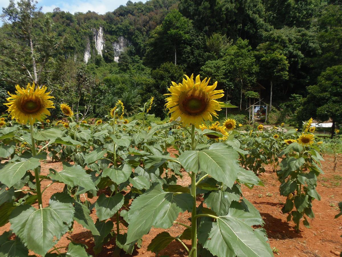 Takhun Mountain View Bed & Breakfast Ban Tha Khun Eksteriør bilde